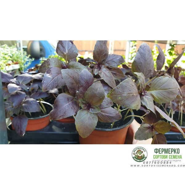 Разсад Босилек червен