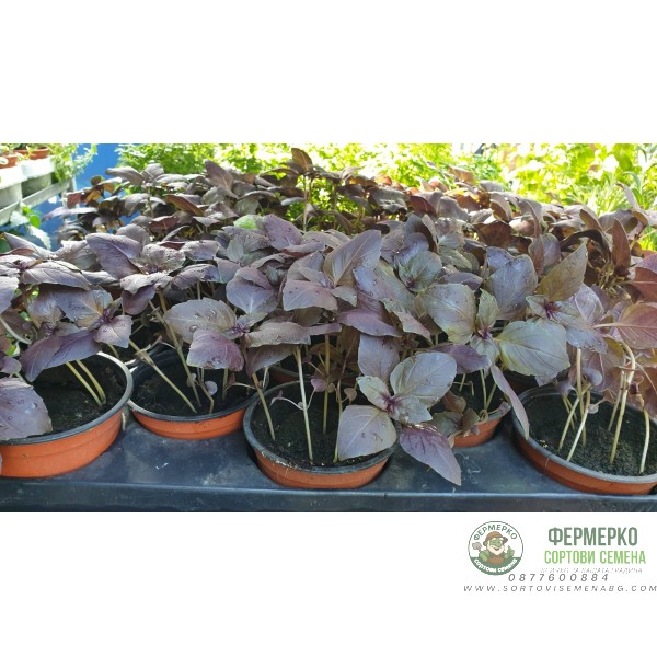 Разсад Босилек червен