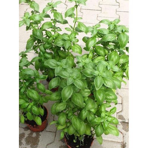 Разсад Босилек / Ocimum basilicum