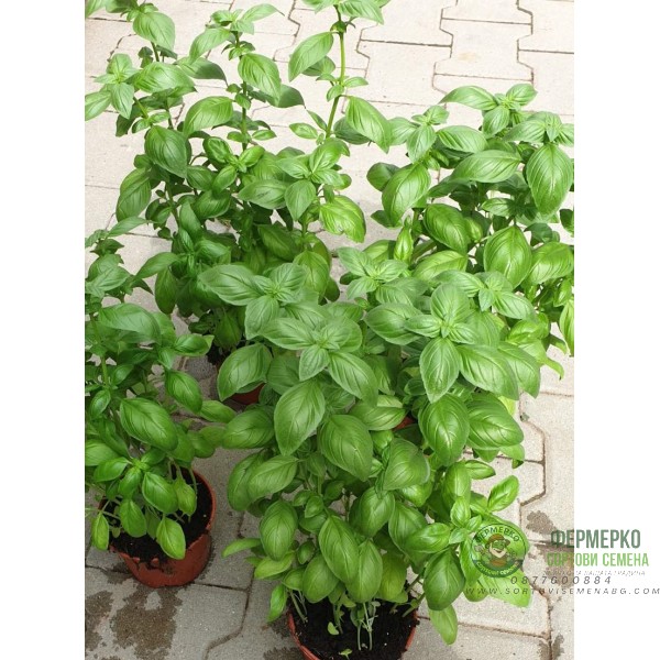 Разсад Босилек Ocimum basilicum Разсад Босилек Ocimum basilicum