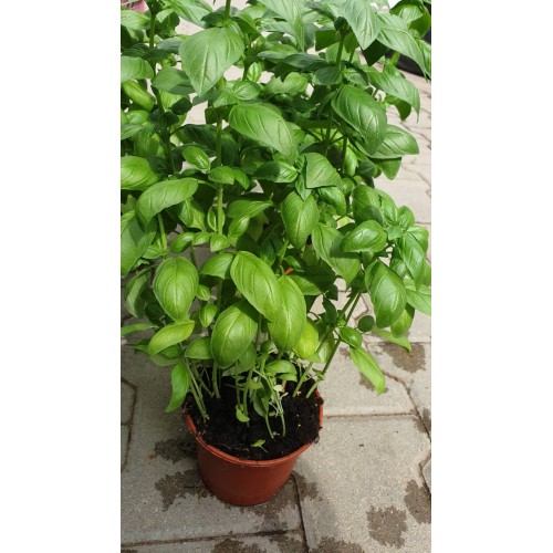 Разсад Босилек / Ocimum basilicum