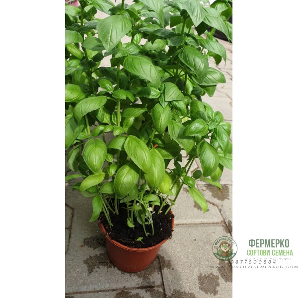 Разсад Босилек Ocimum basilicum Разсад Босилек Ocimum basilicum