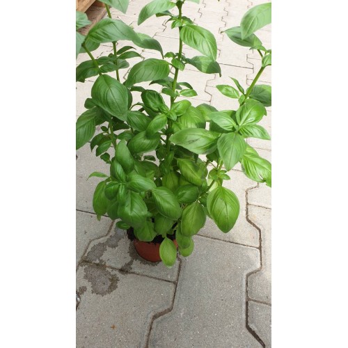 Разсад Босилек / Ocimum basilicum