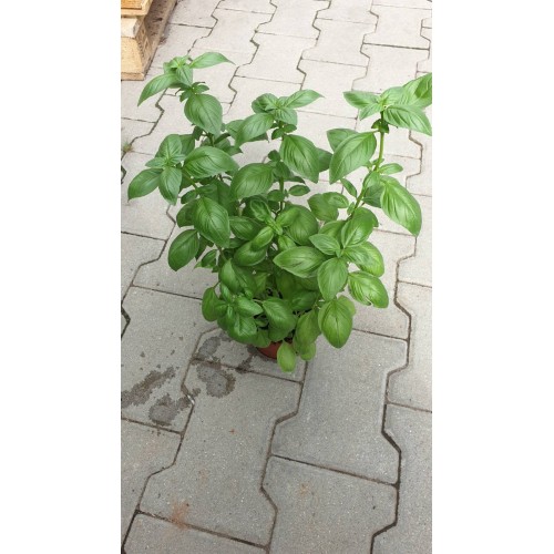 Разсад Босилек / Ocimum basilicum