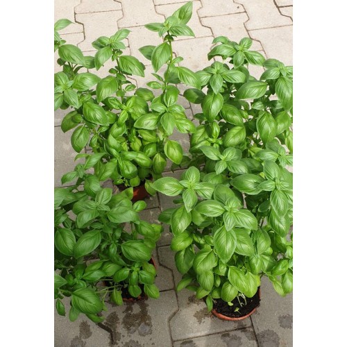 Разсад Босилек / Ocimum basilicum