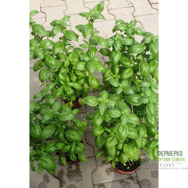 Разсад Босилек Ocimum basilicum Разсад Босилек Ocimum basilicum