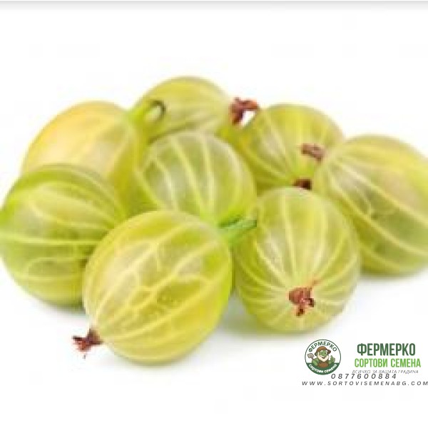 Разсад цариградско грозде (Бодливото грозде)