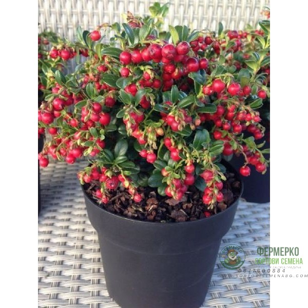 Разсад Американска Червена Боровинка Vaccinium Macrocarpon Early Black