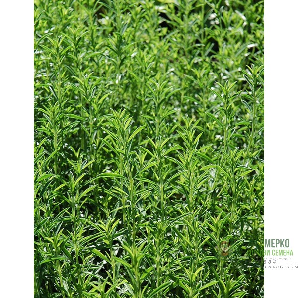 Разсад Чубрица Satureja hortensis