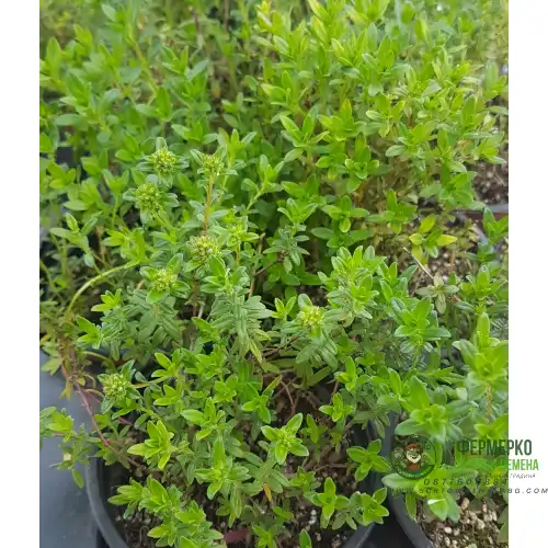 Разсад Планинска Чубрица / Satureja montana