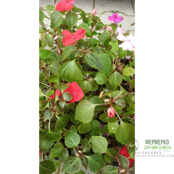 Циганче (Импатиенс) в саксия - различни цветове