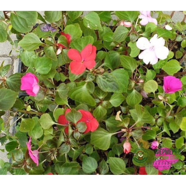 Циганче (Импатиенс) в саксия - различни цветове