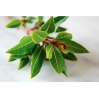 Разсад Дафинов лист (лавър, дафин) / Laurus nobilis