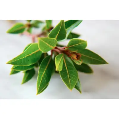 Разсад Дафинов лист (лавър, дафин) / Laurus nobilis