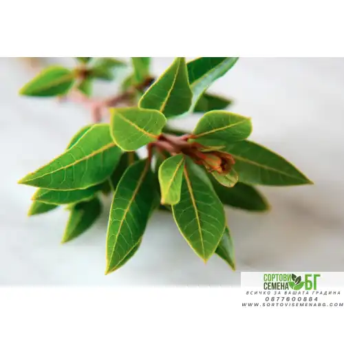 Разсад Дафинов лист (лавър, дафин) / Laurus nobilis Разсад Дафинов лист (лавър, дафин) / Laurus nobilis