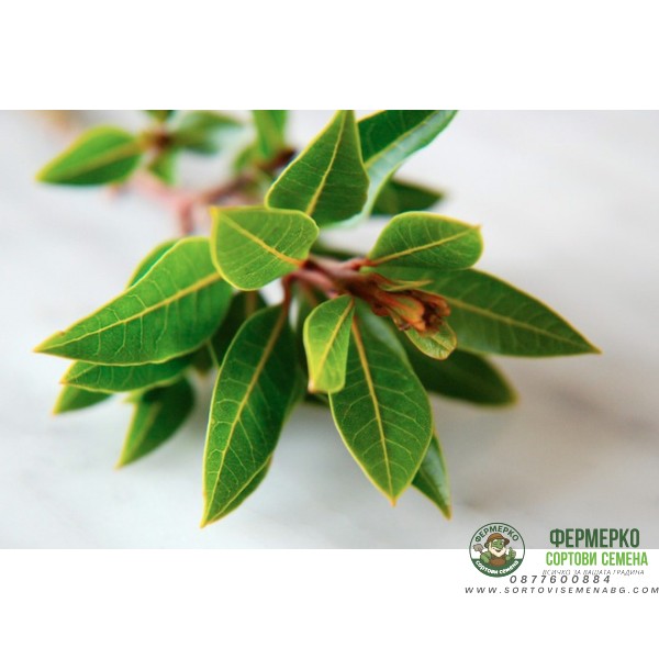 Разсад Дафинов лист (лавър, дафин) Laurus nobilis
