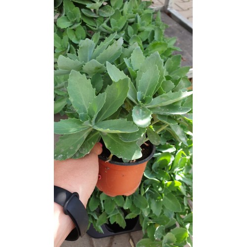 Седум (Дебела Мара) в саксия / Sedum maxima