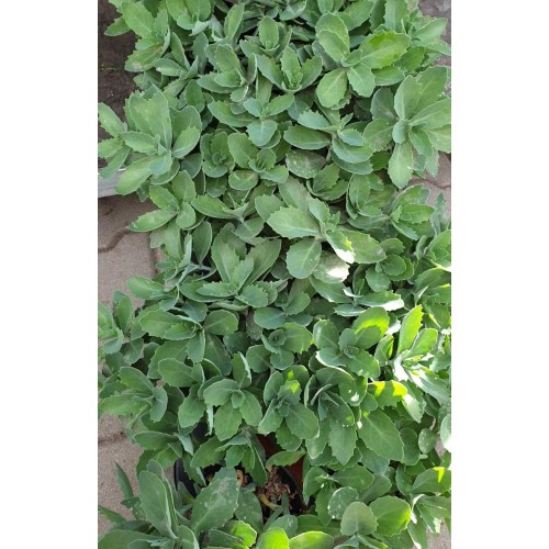 Седум (Дебела Мара) в саксия / Sedum maxima