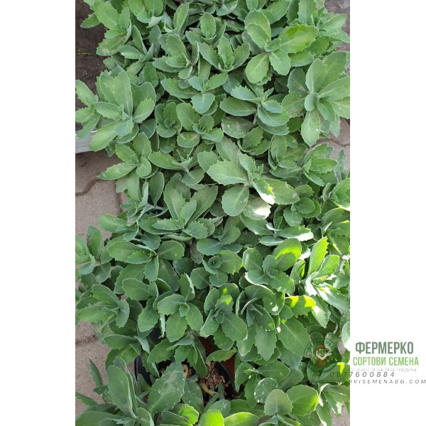 Седум (Дебела Мара) в саксия Sedum maxima
