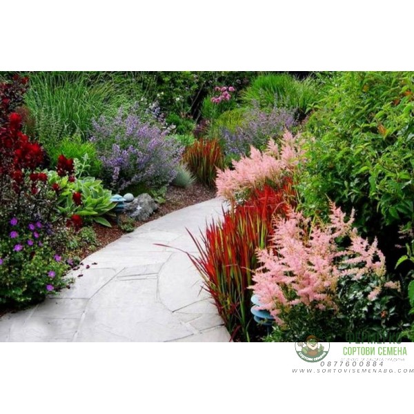 Многогодишна декоративна трева Imperata cylindrica Red Baron