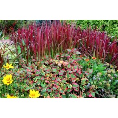 Многогодишна декоративна трева Imperata cylindrica Red Baron