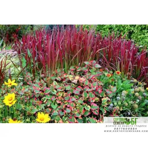 Многогодишна декоративна трева / Imperata cylindrica Red Baron