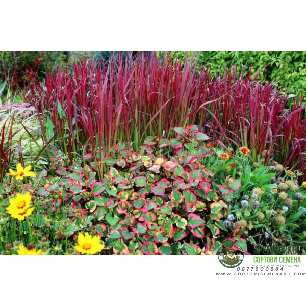 Многогодишна декоративна трева Imperata cylindrica Red Baron