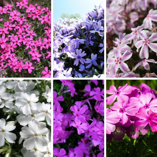 Флокс в саксия - многогодишно, каскадно и ароматно растение