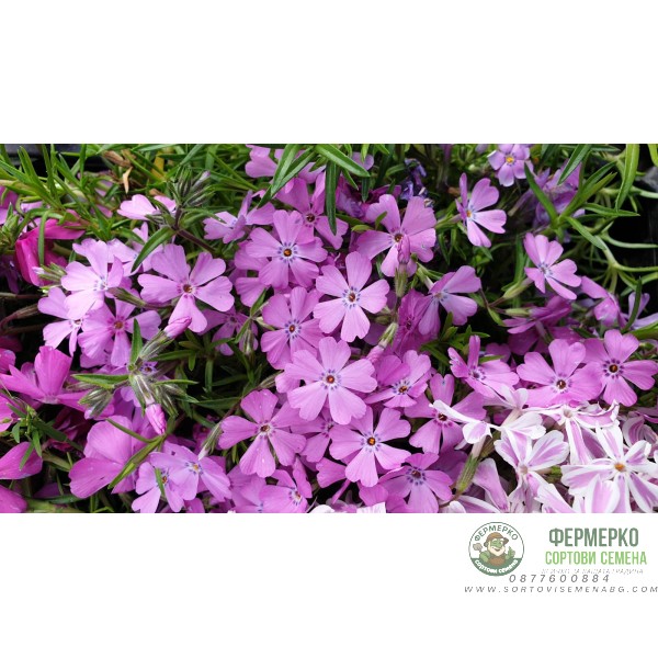 Флокс в саксия - многогодишно, каскадно и ароматно растение