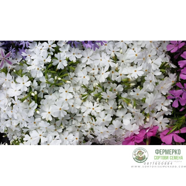 Флокс в саксия - многогодишно, каскадно и ароматно растение