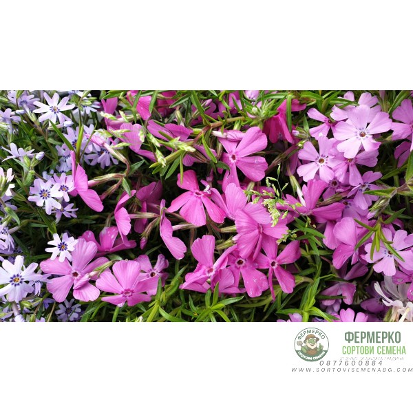 Флокс в саксия - многогодишно, каскадно и ароматно растение