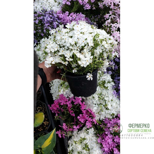 Флокс в саксия - многогодишно, каскадно и ароматно растение