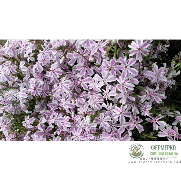 Флокс в саксия - многогодишно, каскадно и ароматно растение