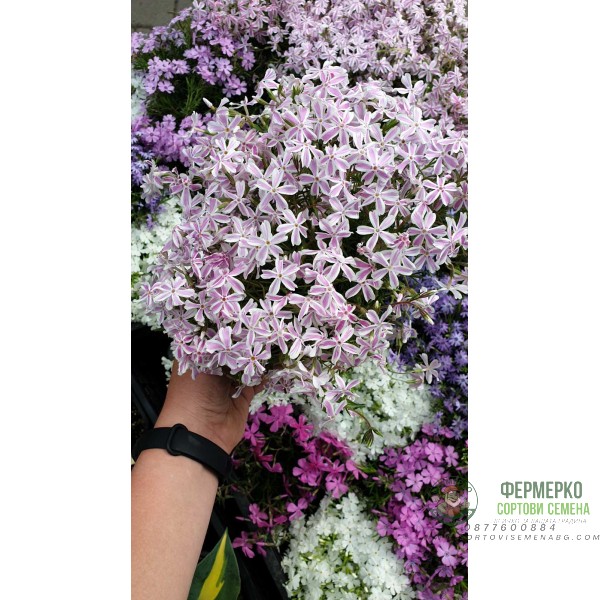 Флокс в саксия - многогодишно, каскадно и ароматно растение