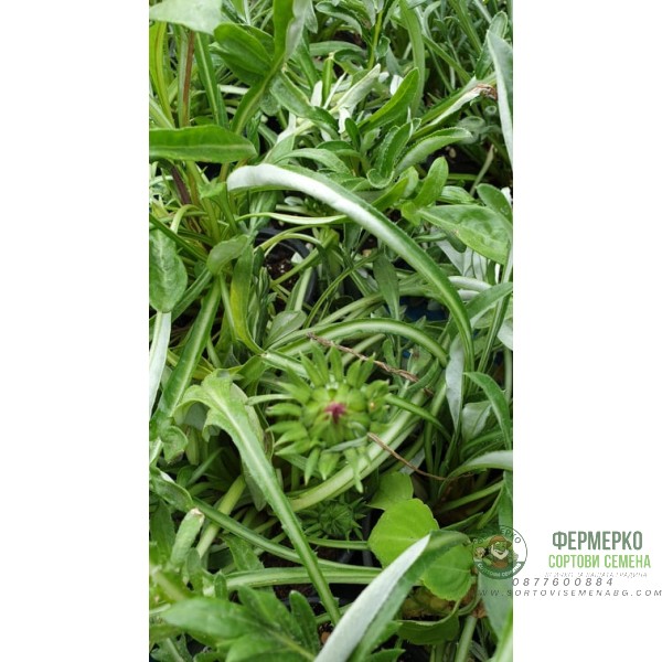 Газания Gazania rigens в саксия