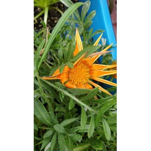 Газания / Gazania rigens в саксия