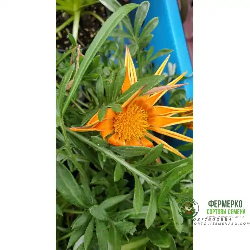 Газания / Gazania rigens в саксия