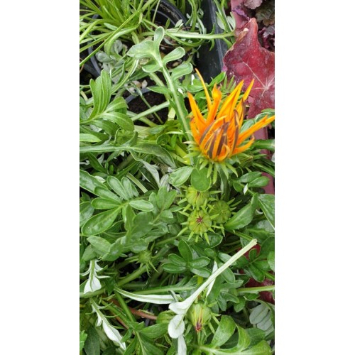 Газания / Gazania rigens в саксия