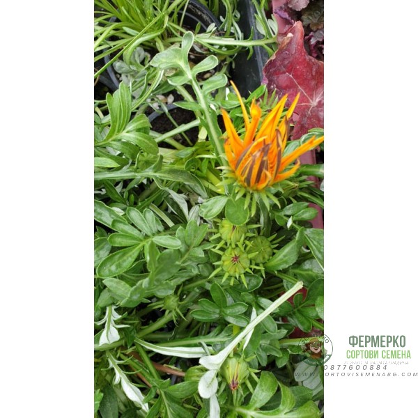 Газания Gazania rigens в саксия