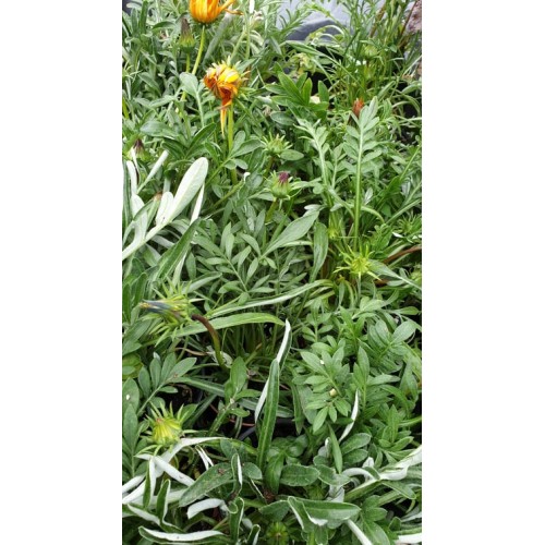 Газания / Gazania rigens в саксия