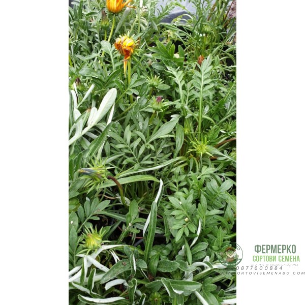 Газания Gazania rigens в саксия