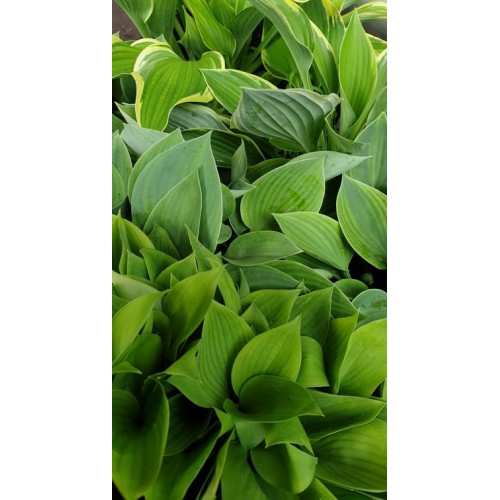 Разсад Хоста / Hosta (различни цветове)