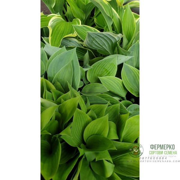 Разсад Хоста Hosta (различни цветове) Разсад Хоста Hosta (различни цветове)