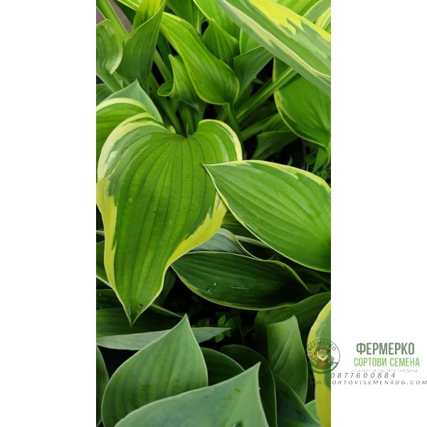 Разсад Хоста Hosta (различни цветове) Разсад Хоста Hosta (различни цветове)