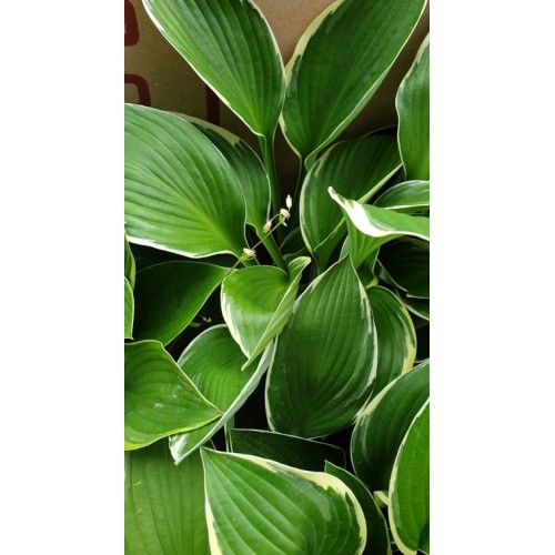 Разсад Хоста / Hosta (различни цветове)