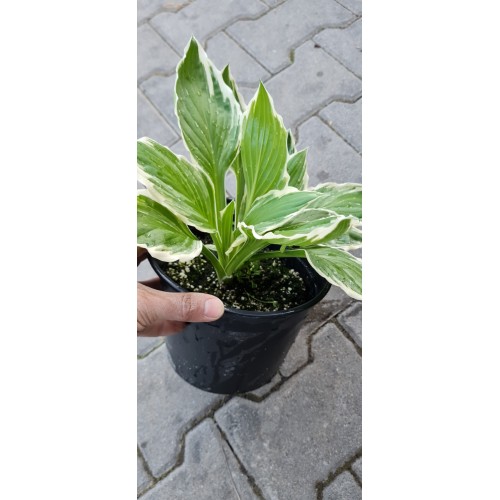 Разсад Хоста / Hosta (различни цветове)