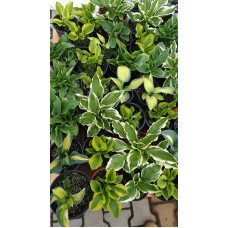 Разсад Хоста Hosta (различни цветове)