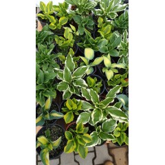 Разсад Хоста Hosta (различни цветове)