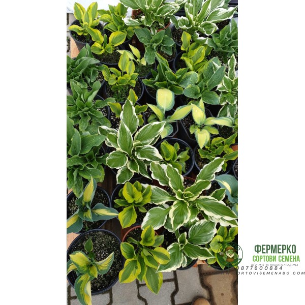Разсад Хоста Hosta (различни цветове)
