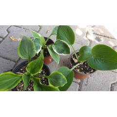 Комплект 3 броя Хости Hosta (различни цветове)